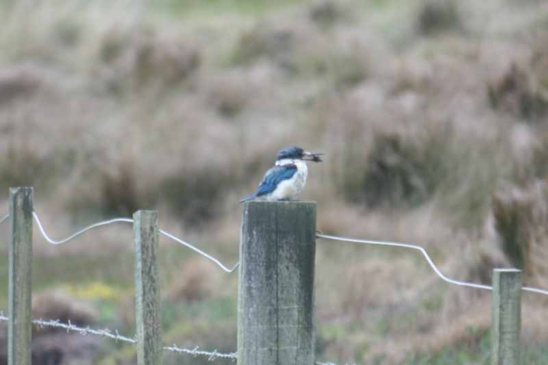Nieuw-Zeeland 2011 - 1971